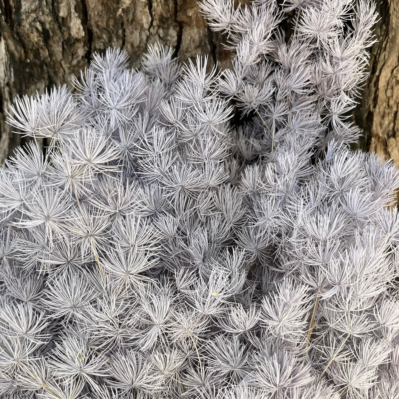 【台灣現貨】PF006蓬萊松 雪松 繡球松 水松 松葉文竹 經濟包 聖誕節 佈置 滿5把送隨機贈品 網紅拍攝