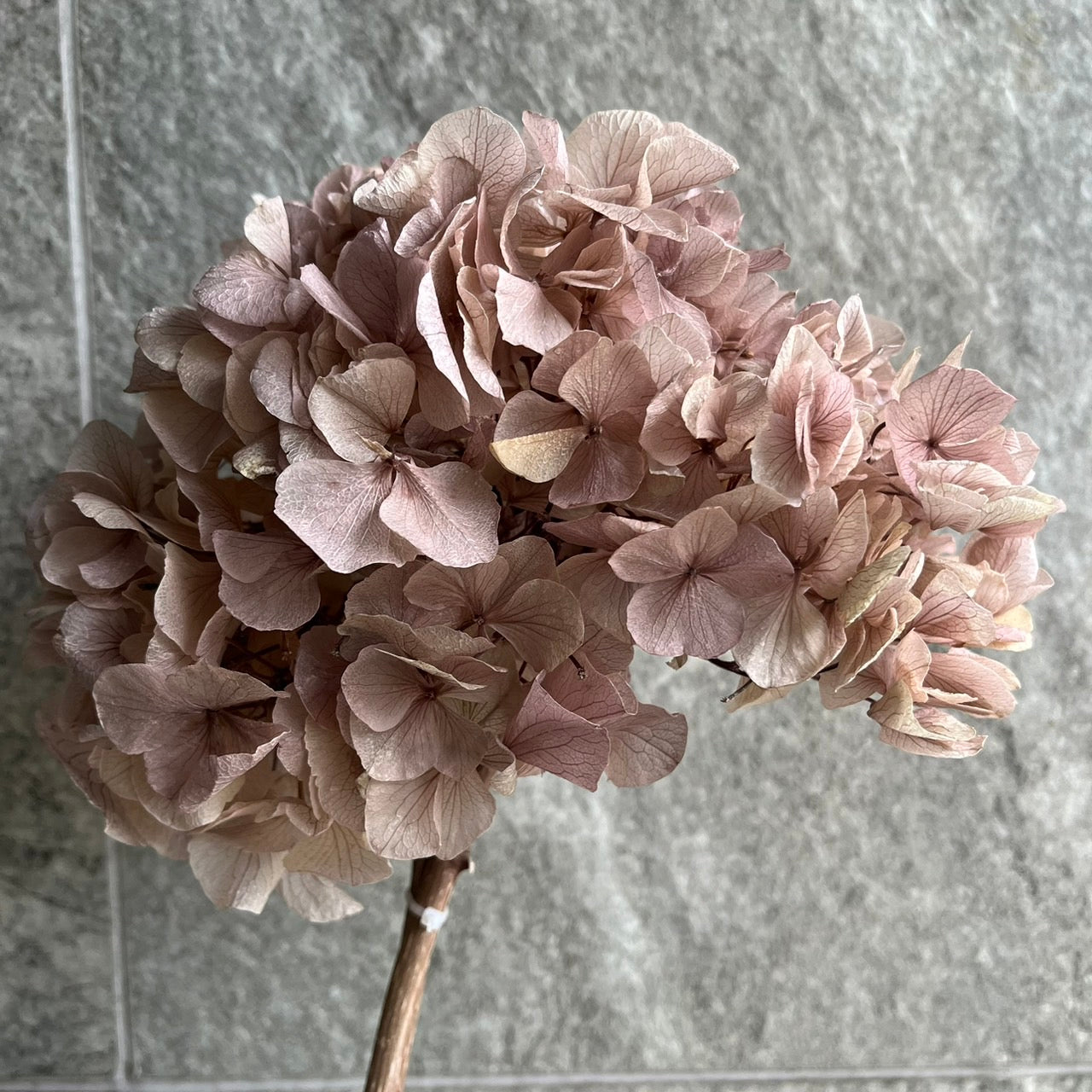 ✿ 台灣現貨 ✿ PF005BS大葉繡球(10克) 盒裝 紫陽花 夢幻漸變繡球 永生花 小份量 DIY花材 花藝