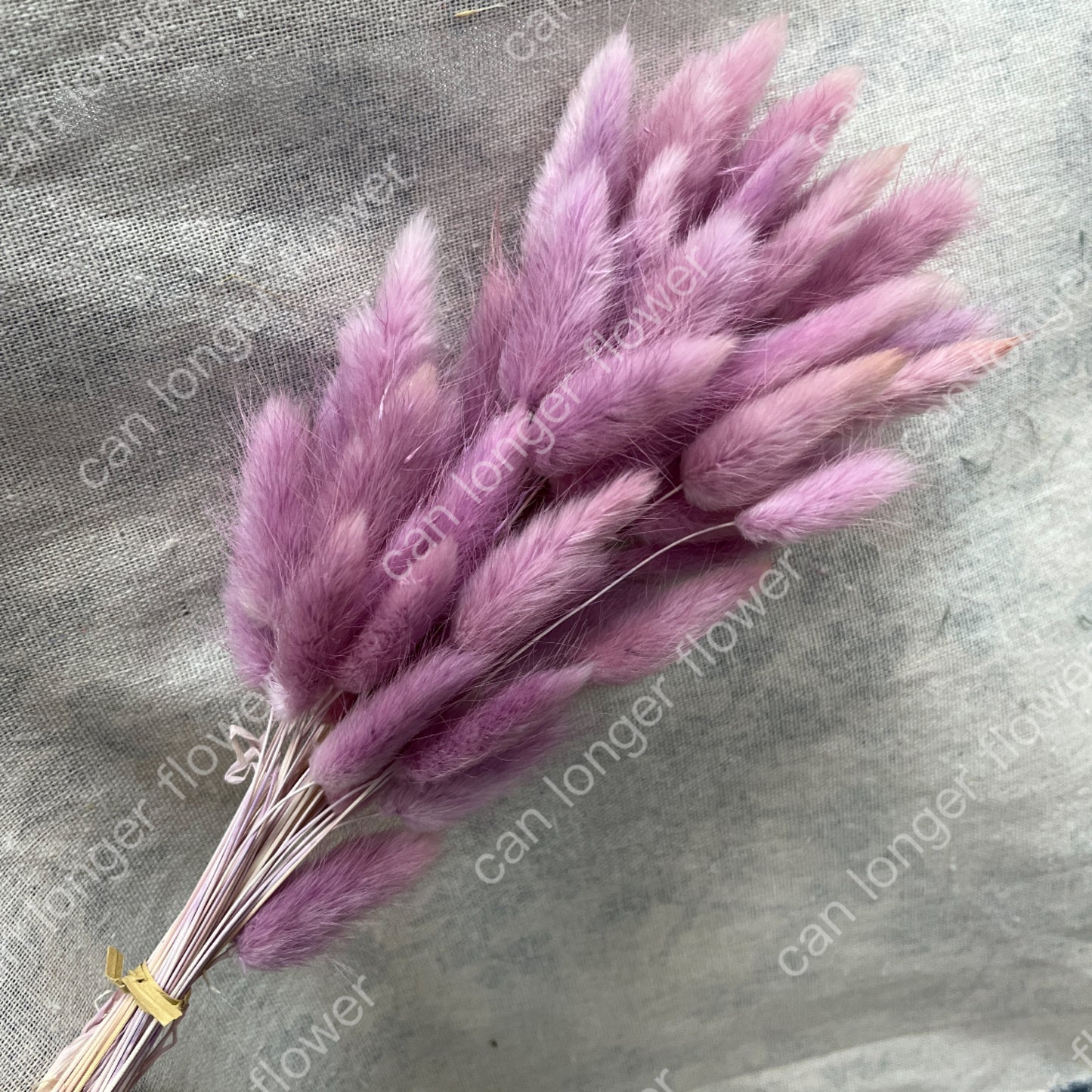 ✿ 台灣現貨 ✿ DA001 兔尾草 原裝約50-60支