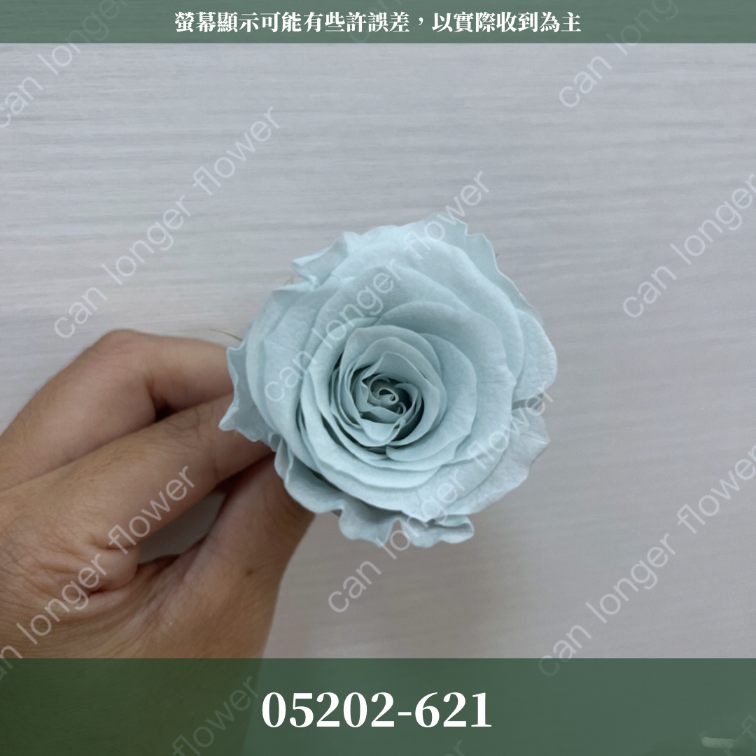 05202 大玫瑰