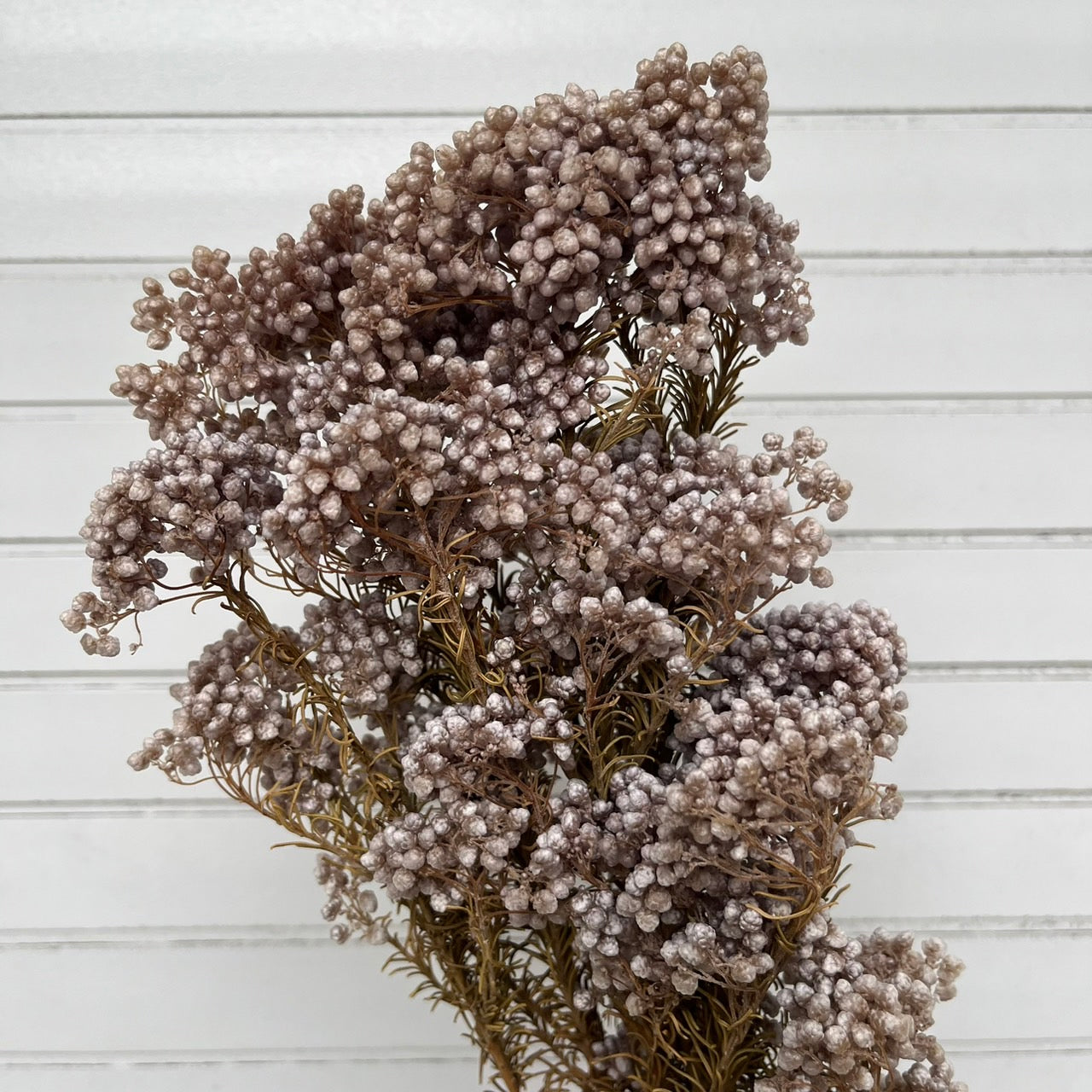 【台灣現貨】PA004米香 水稻花 小米花 永生 花瓶插花保鮮花 拍攝拍照背景 婚禮小物 居家佈置