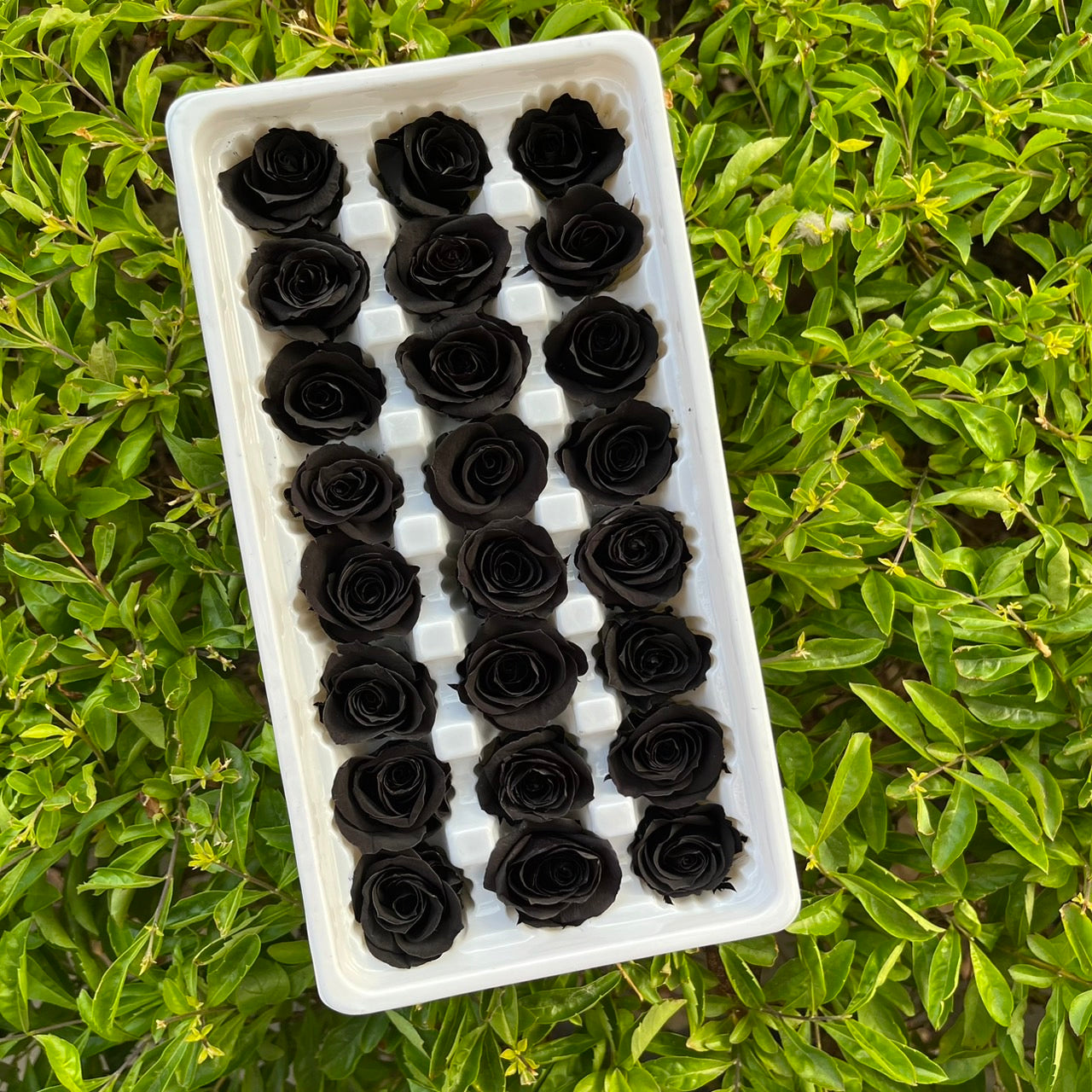 ✿ 台灣現貨 ✿ R21 永生玫瑰 2~3cm玫瑰 Ａ級 21朵裝 不凋花 永生花