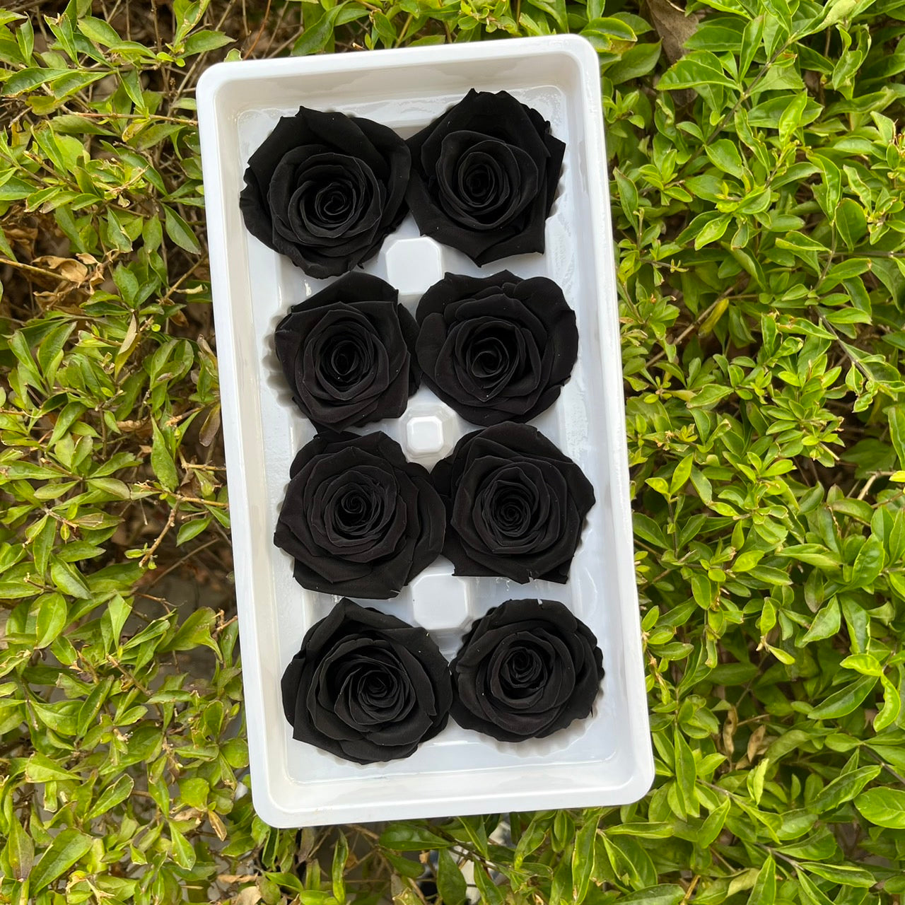✿ 台灣現貨 ✿ R08 永生玫瑰 4-5cm 原裝 8朵裝 永生花