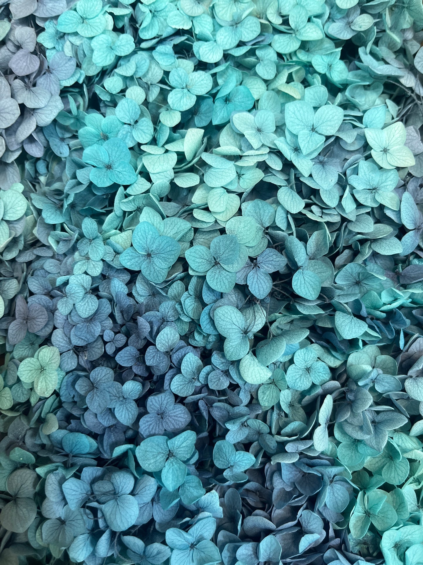 ✿ 台灣現貨 ✿ pf005L安娜繡球 (約100克) 盒裝紫陽花 夢幻漸變繡球 永生花 小份量 DIY花材 花藝