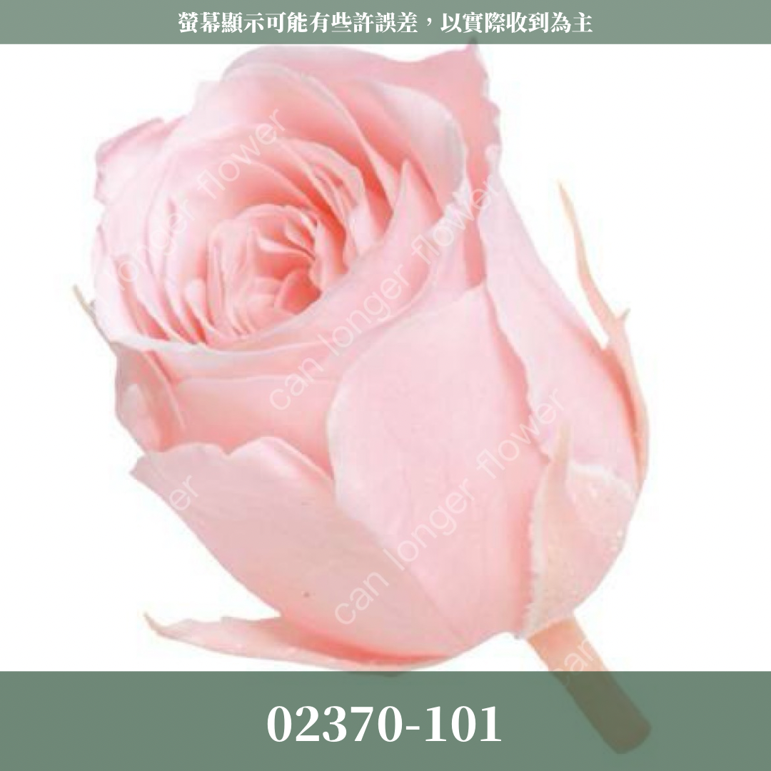 02370 日本迷你玫瑰