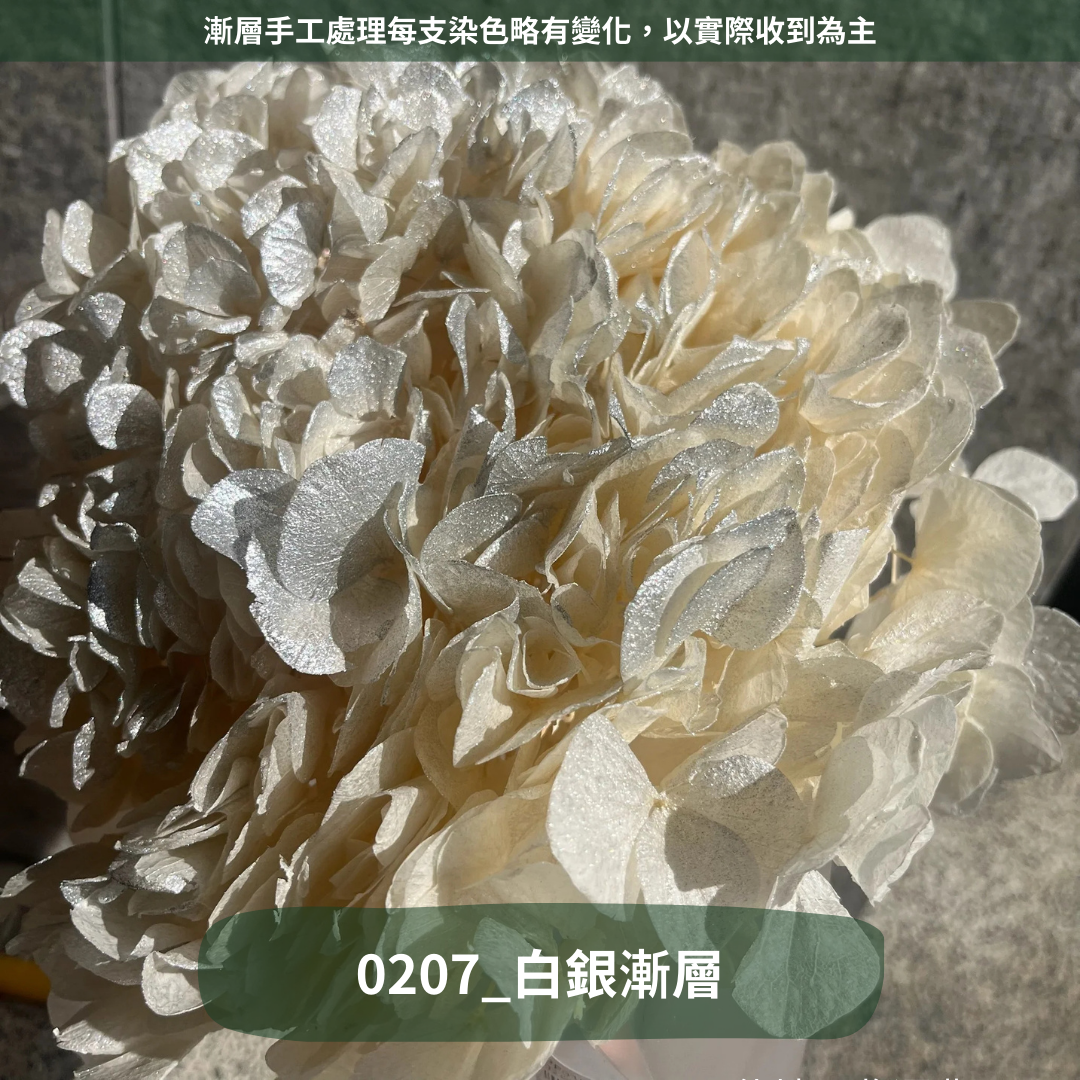 ✿ 台灣現貨 ✿  PF005B大葉繡球