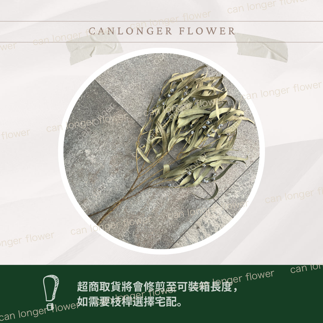【台灣現貨】PL006s DL006s小米果葉 小米果尤加利 小包