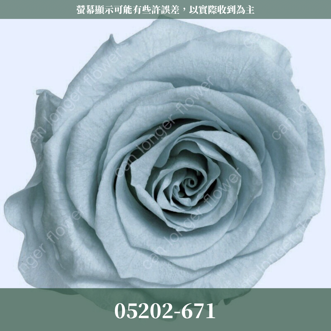 05202 大玫瑰