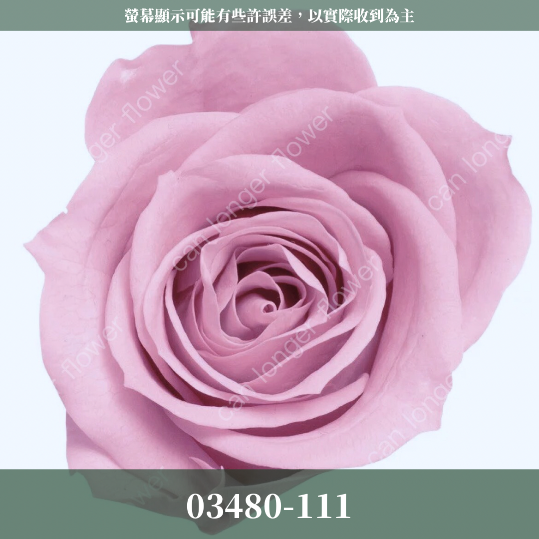 03480 中玫瑰