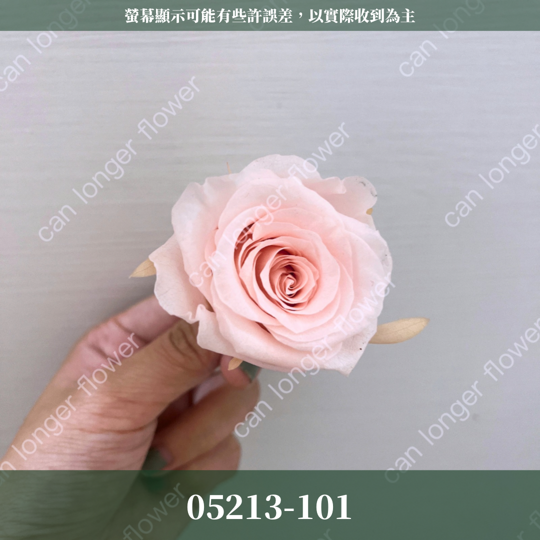 05202 大玫瑰