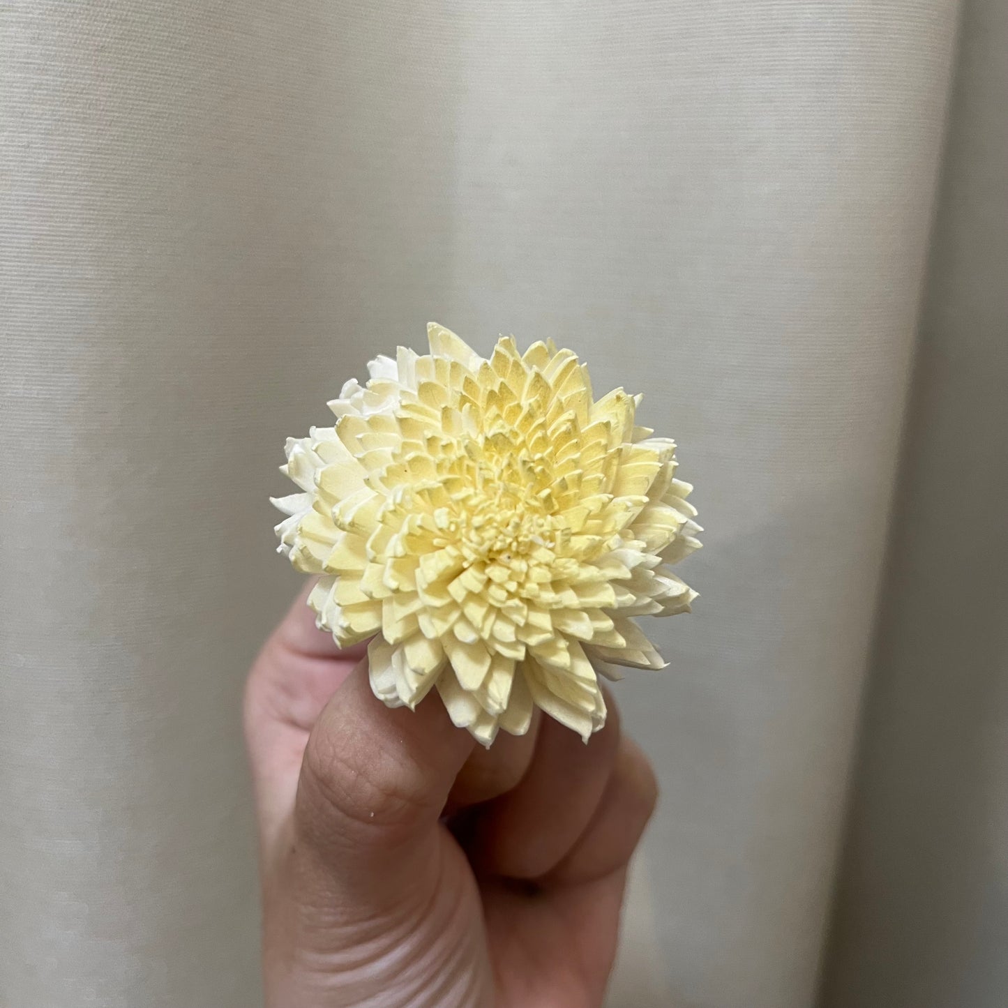 ✿ 台灣現貨 ✿ S-F 索拉花 4CM 通草花 擴香花 國王菊 菊花