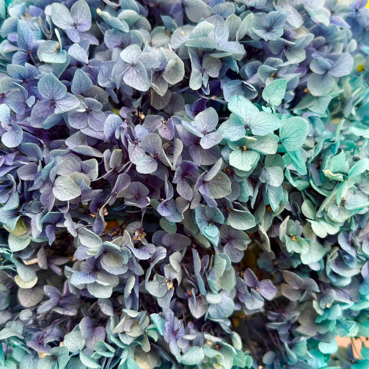 ✿ 台灣現貨 ✿ PF005-S 安娜繡球(約10克）盒裝 繡球 紫陽花