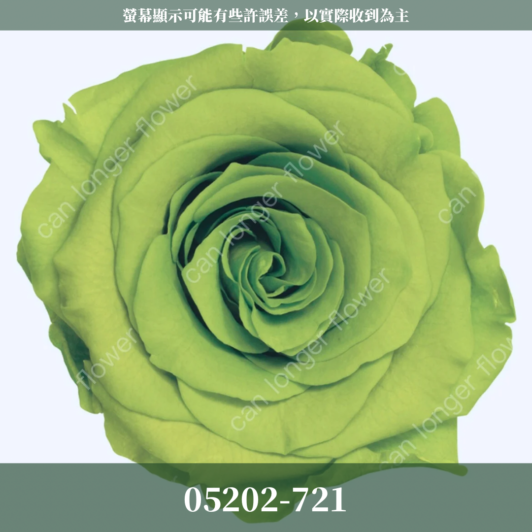05202 大玫瑰