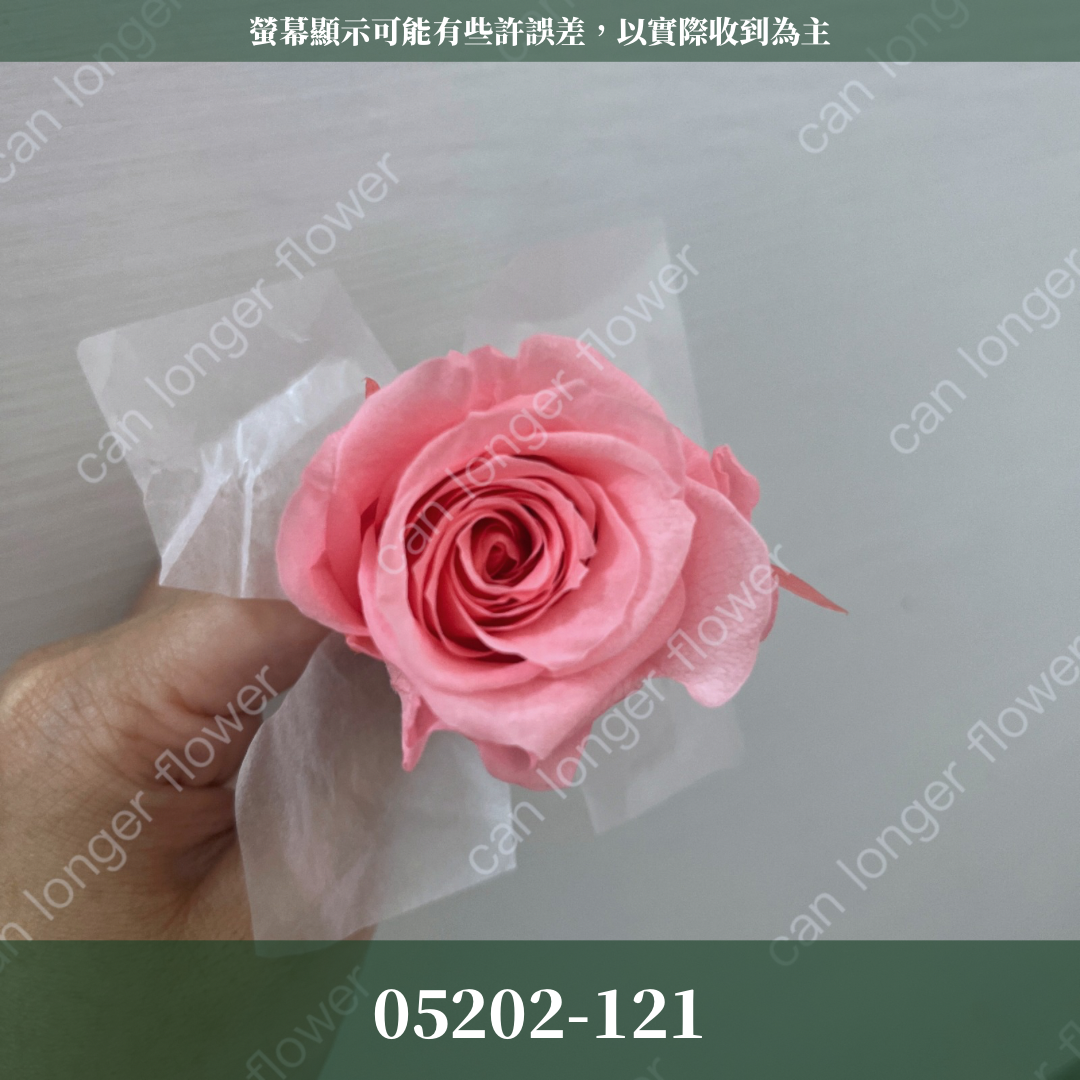 05202 大玫瑰