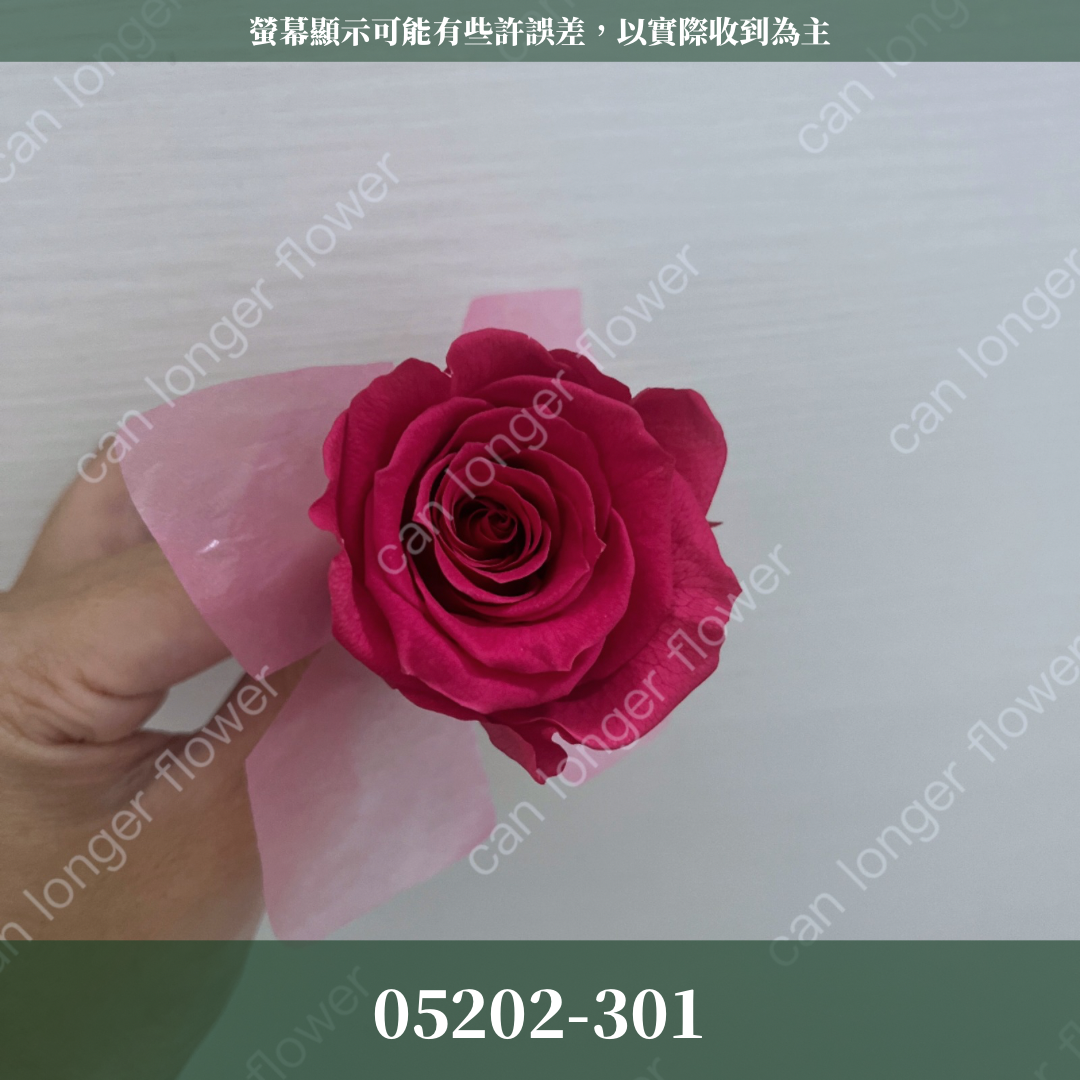 05202 大玫瑰