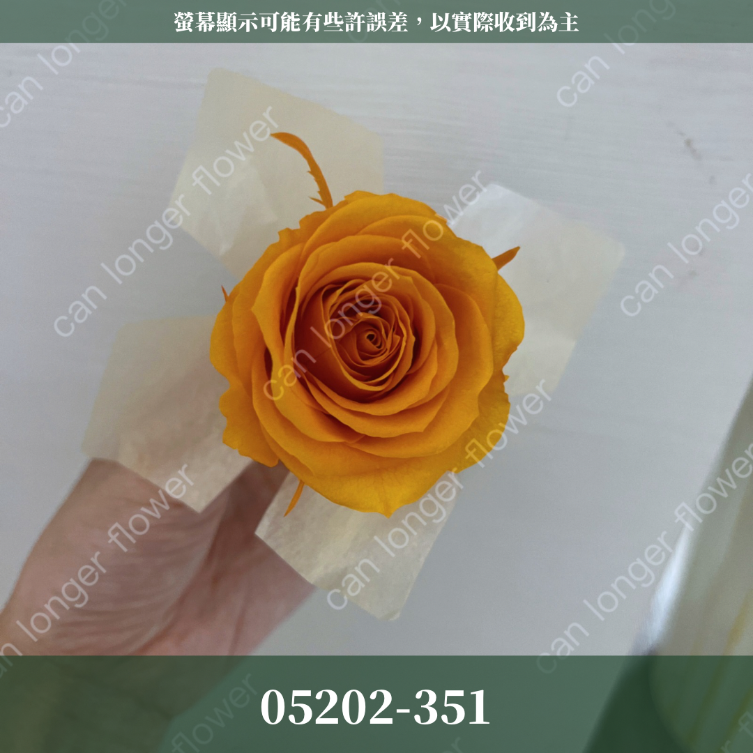05202 大玫瑰