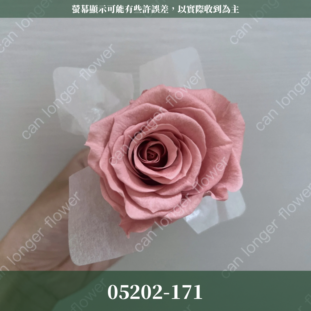 05202 大玫瑰