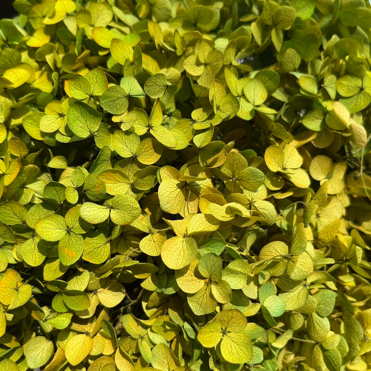 ✿ 台灣現貨 ✿ PF005-S 安娜繡球(約10克）盒裝 繡球 紫陽花