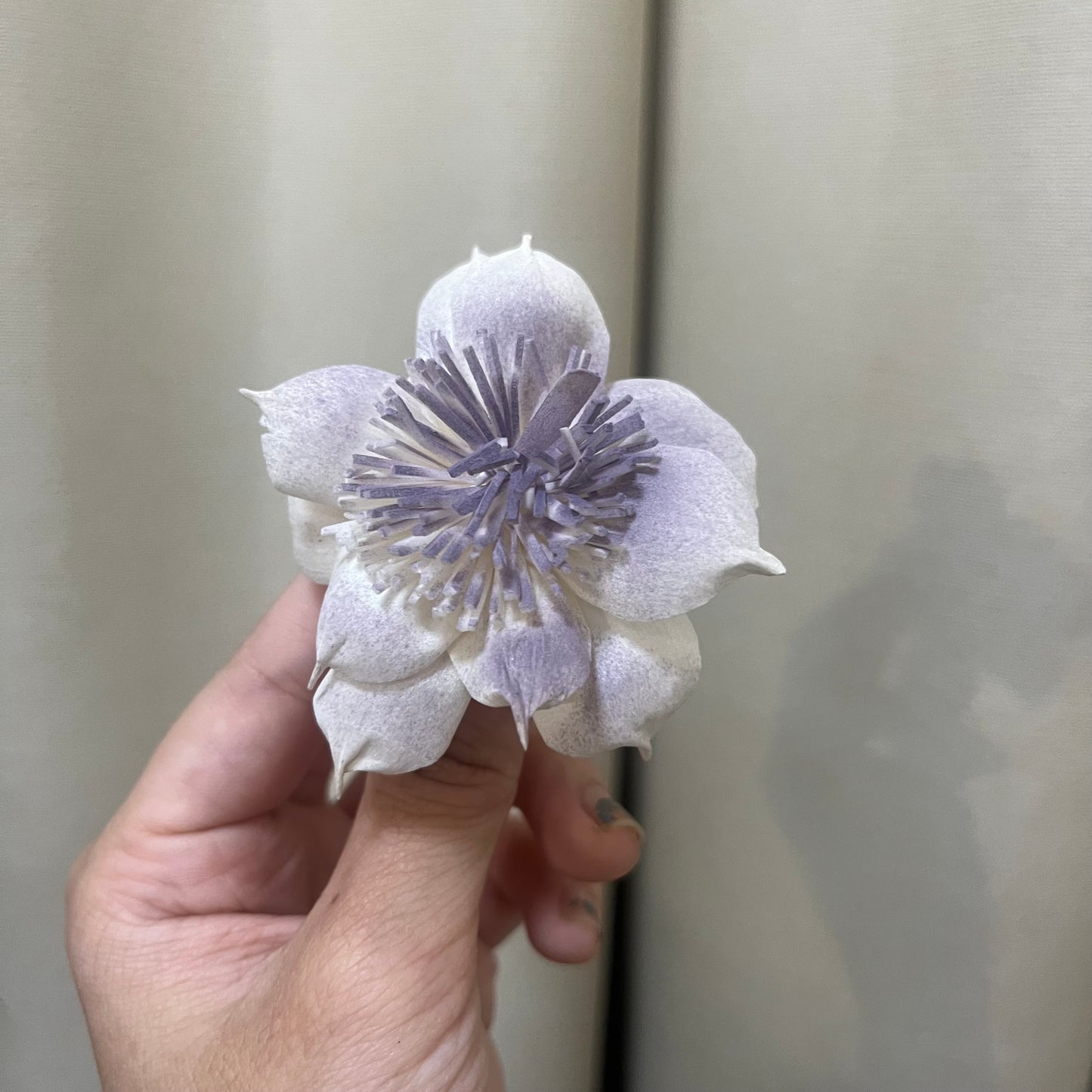 ✿ 台灣現貨 ✿ S-AC 索拉花 6CM 通草花 擴香花 水仙花