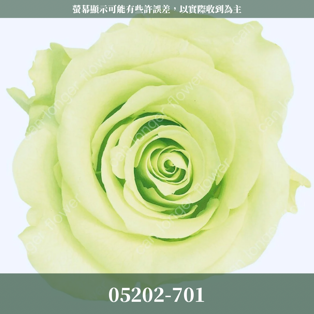 05202 大玫瑰