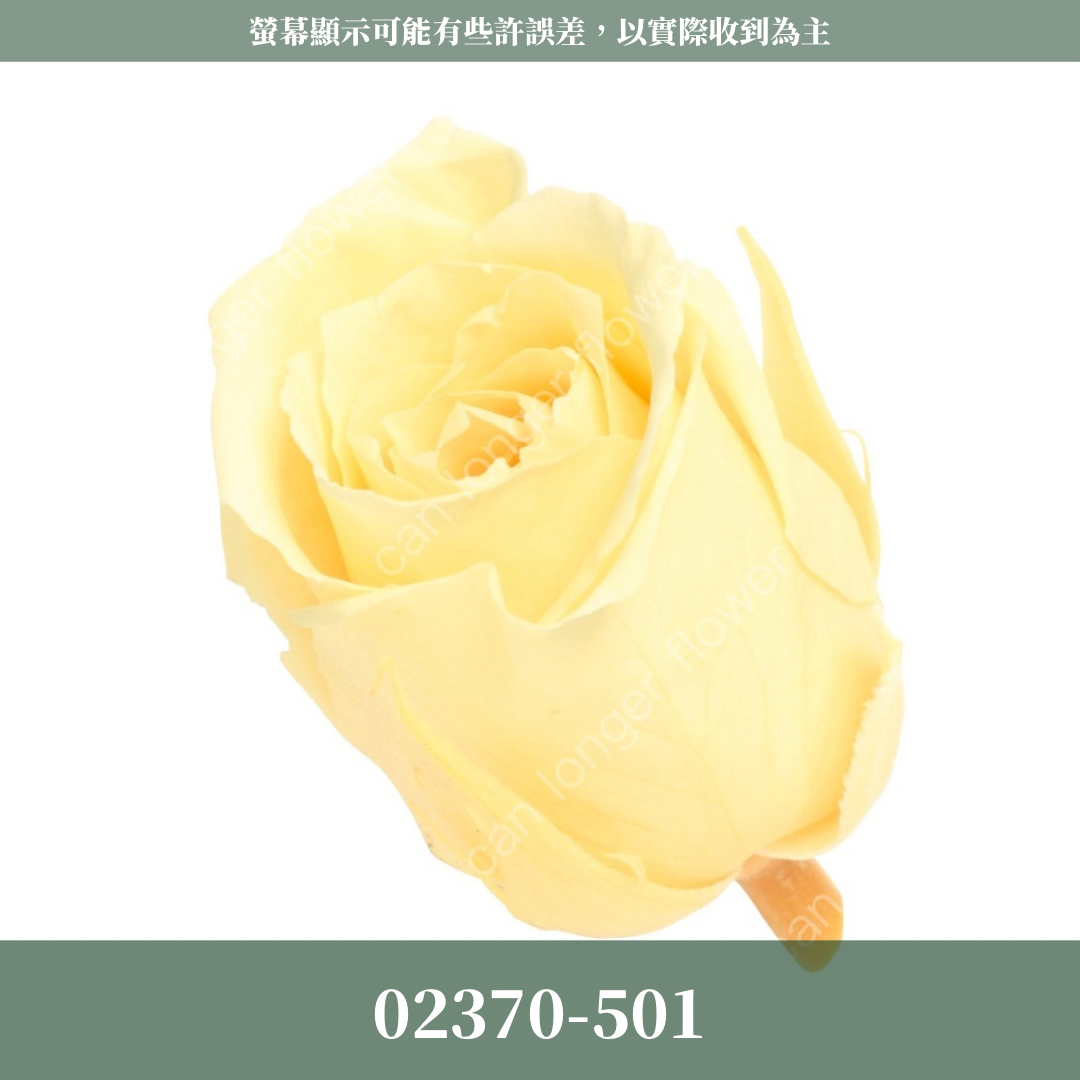 02370 日本迷你玫瑰