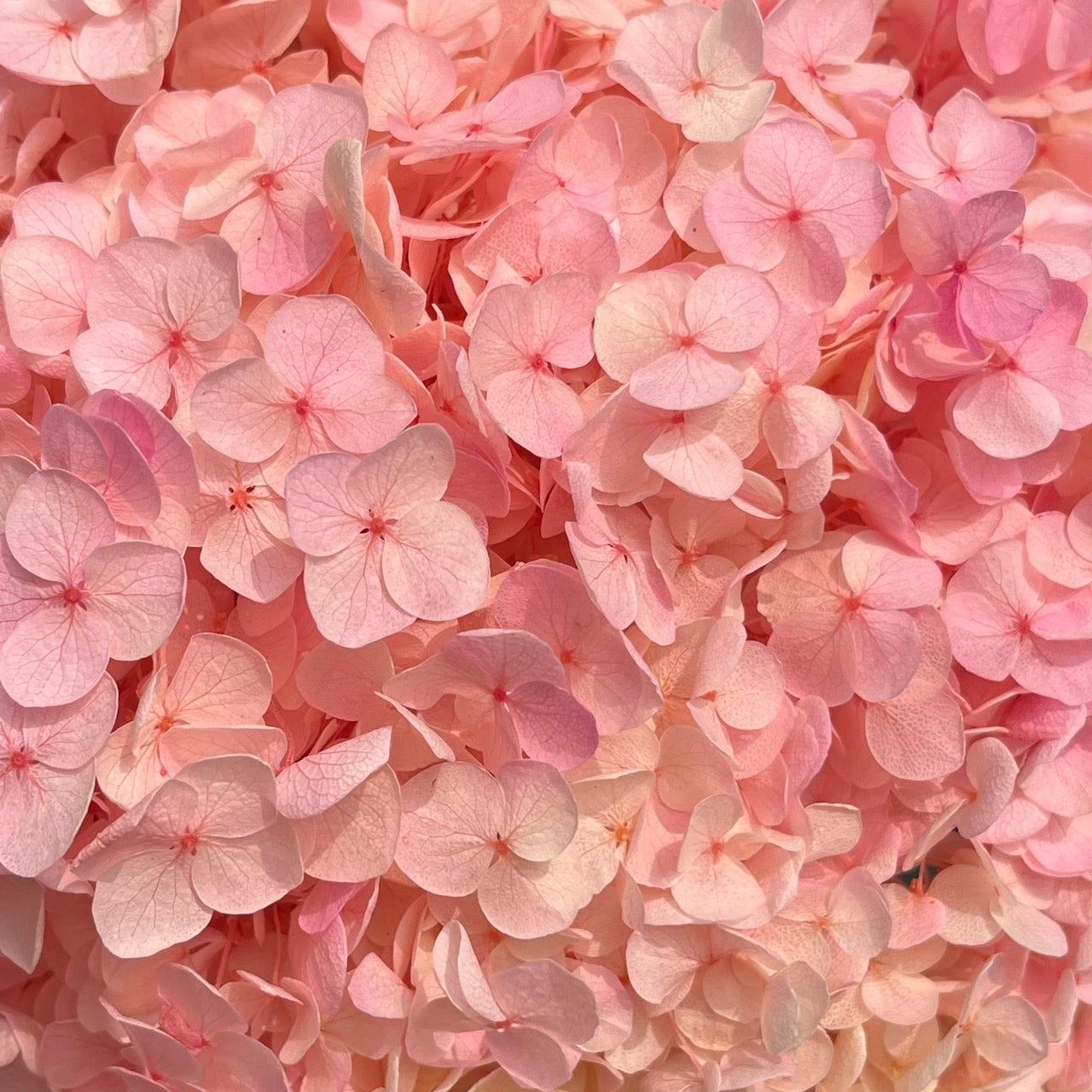 ✿ 台灣現貨 ✿ pf005L安娜繡球 (約100克) 盒裝紫陽花 夢幻漸變繡球 永生花 小份量 DIY花材 花藝