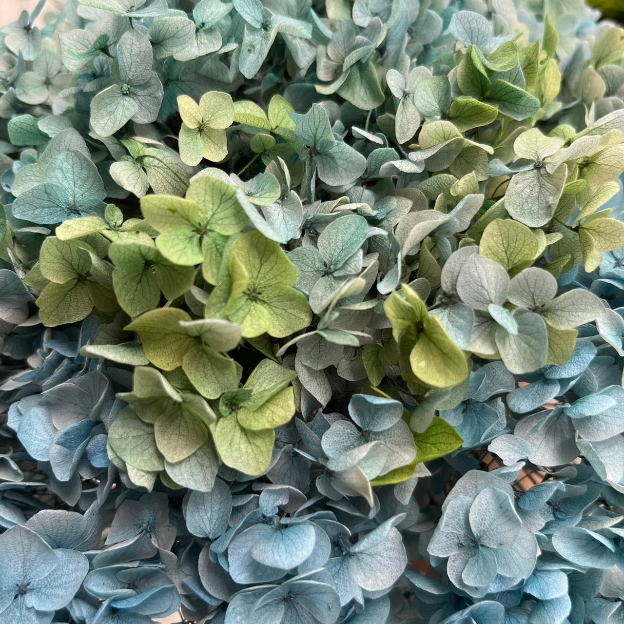 ✿ 台灣現貨 ✿ PF005-S 安娜繡球(約10克）盒裝 繡球 紫陽花