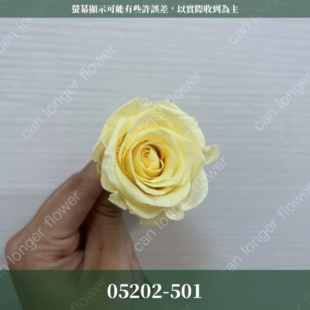 05202 大玫瑰