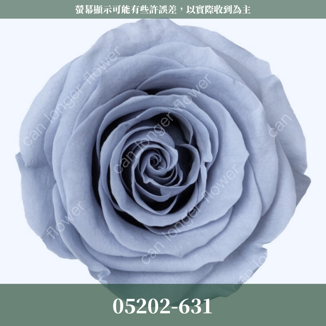 05202 大玫瑰
