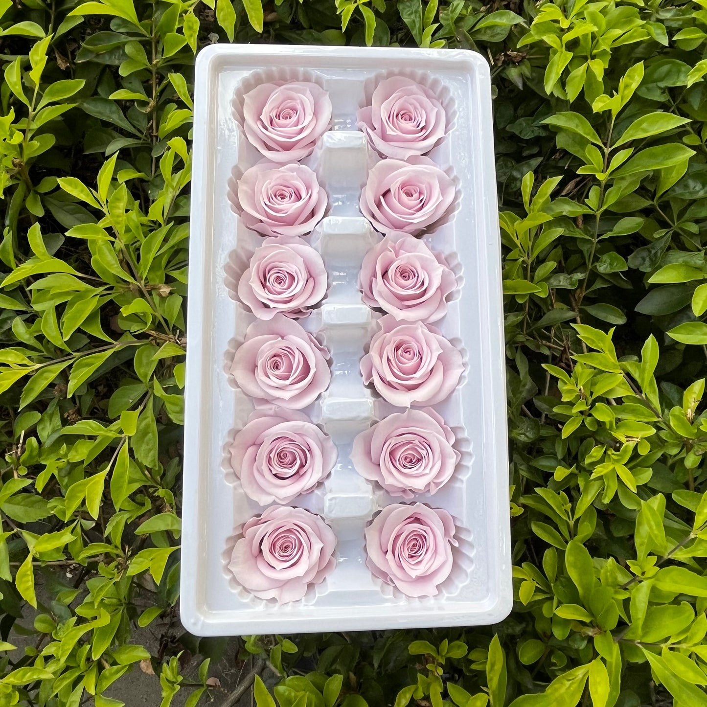 R12 十二輪玫瑰