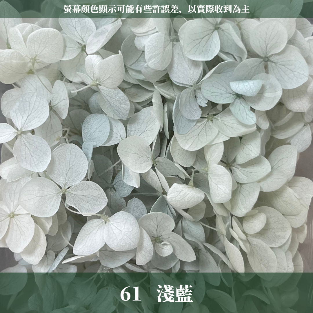 PF005-S 安娜繡球(約10克）盒裝 繡球 紫陽花 台灣現貨