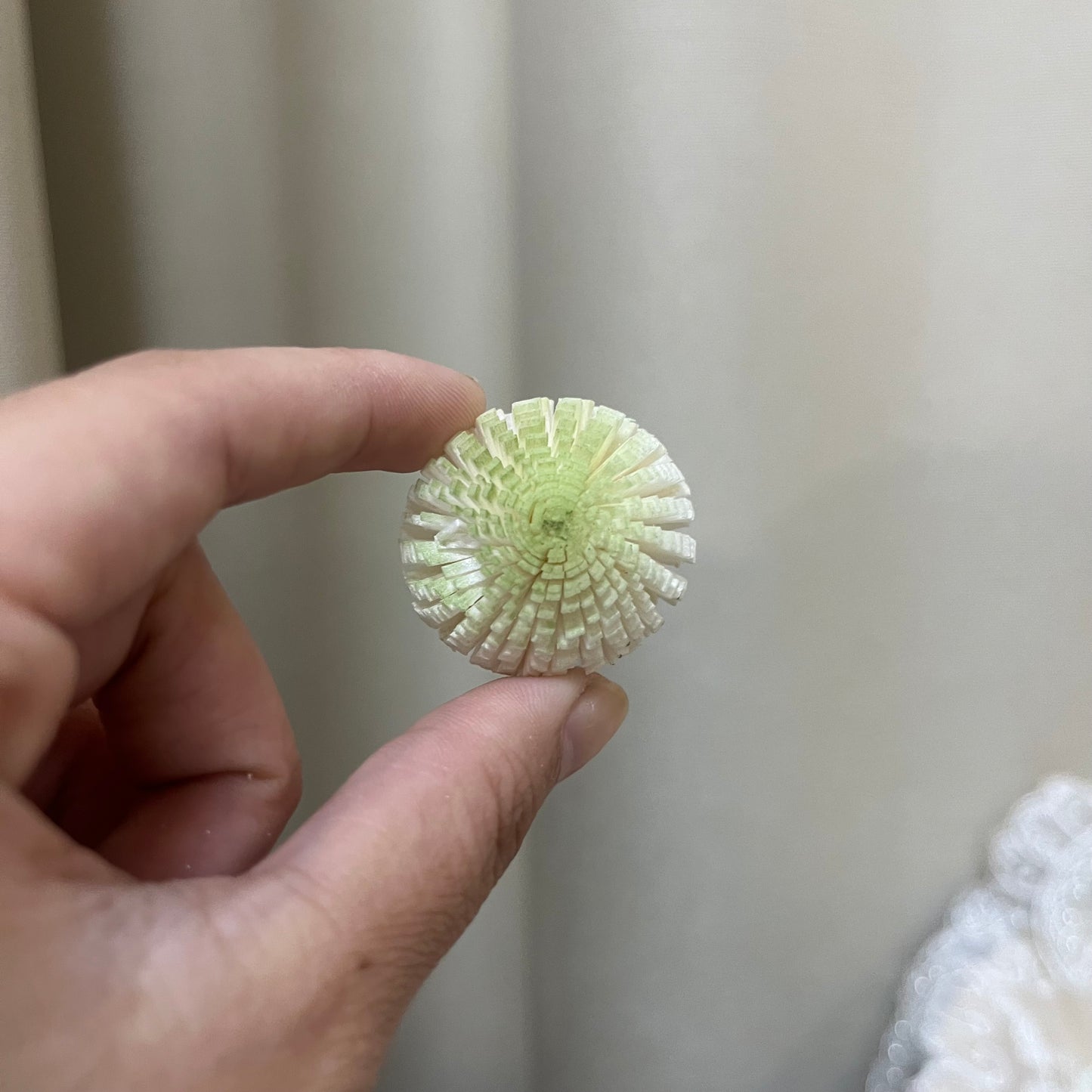 ✿ 台灣現貨 ✿ S-A 索拉花 3CM 通草花 擴香花 3CM 乒乓菊 小菊
