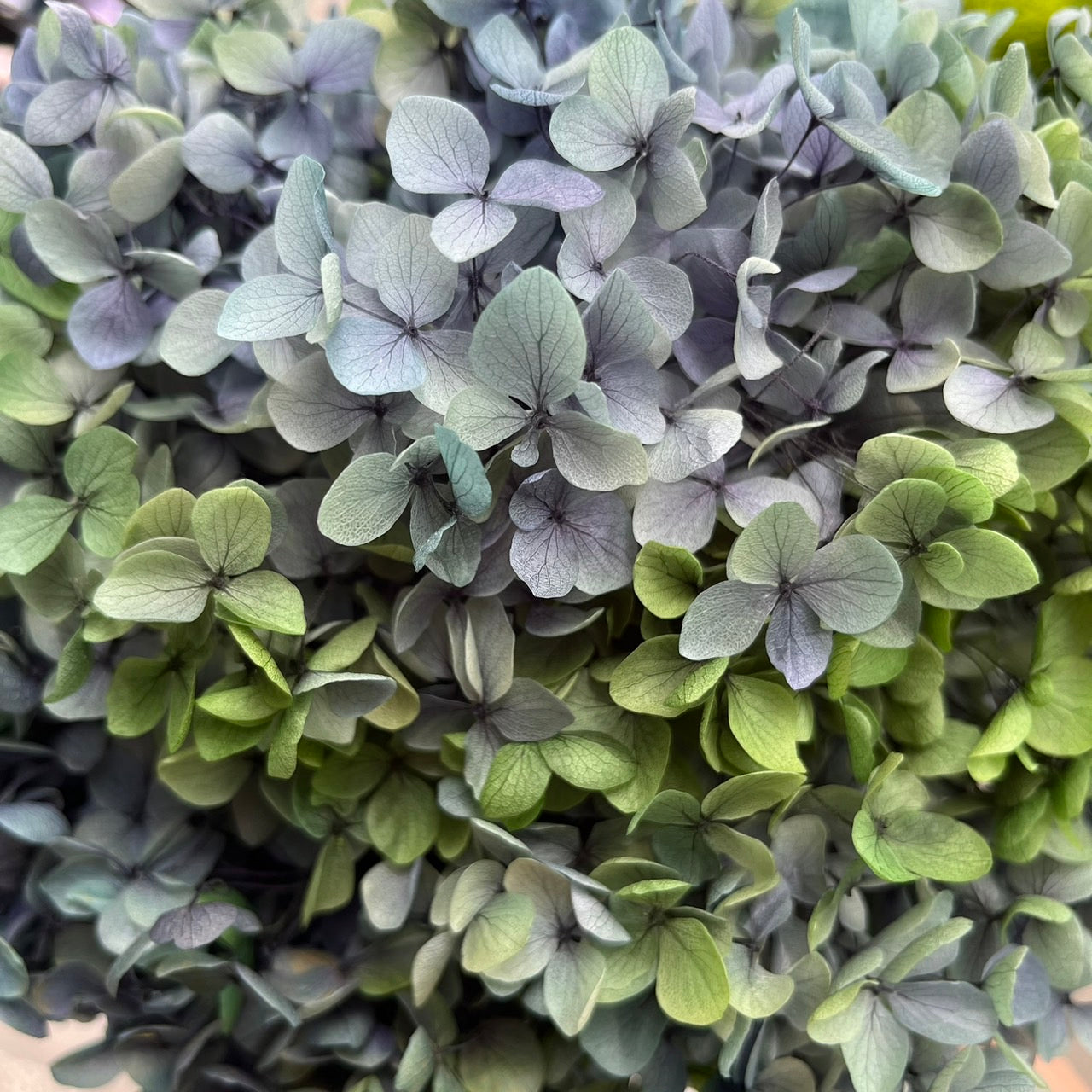 ✿ 台灣現貨 ✿ PF005-S 安娜繡球(約10克）盒裝 繡球 紫陽花