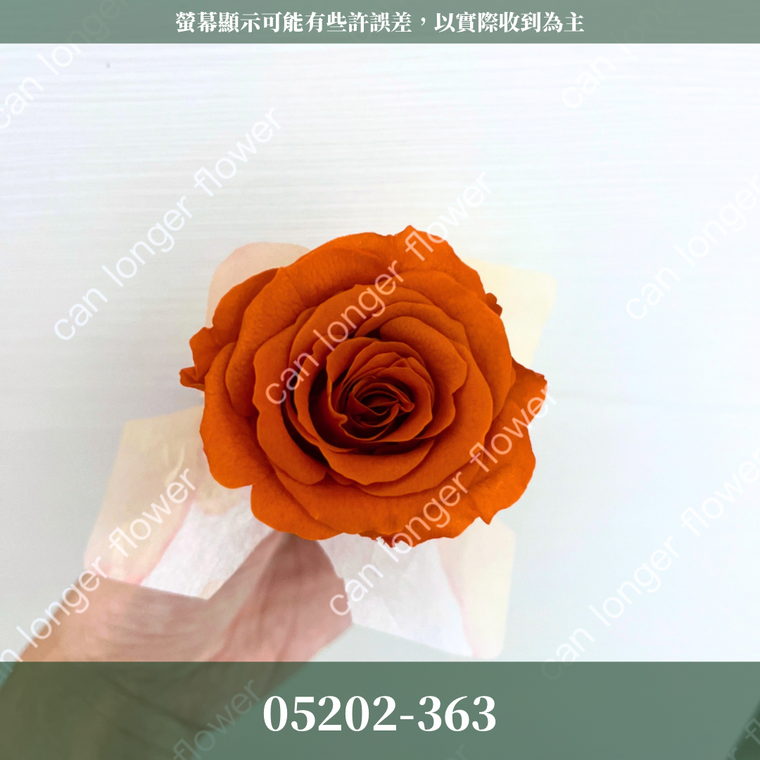 05202 大玫瑰