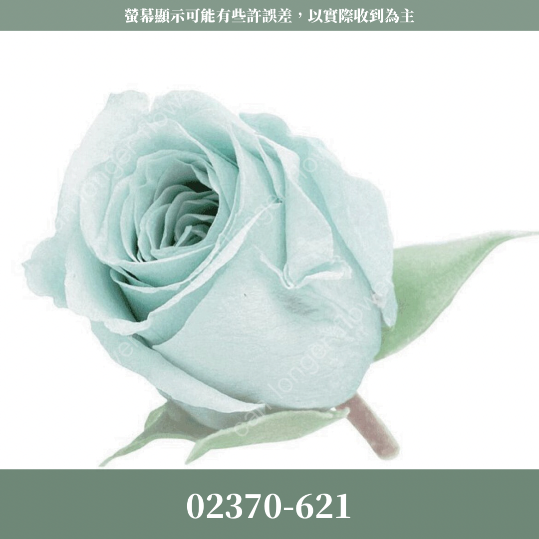 02370 日本迷你玫瑰