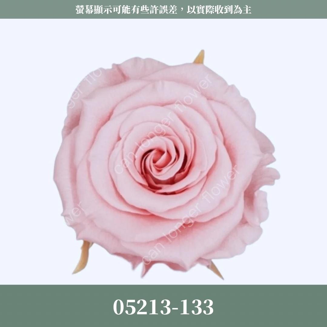 05213 滿開玫瑰