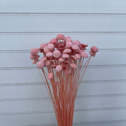 30160鈕扣菊