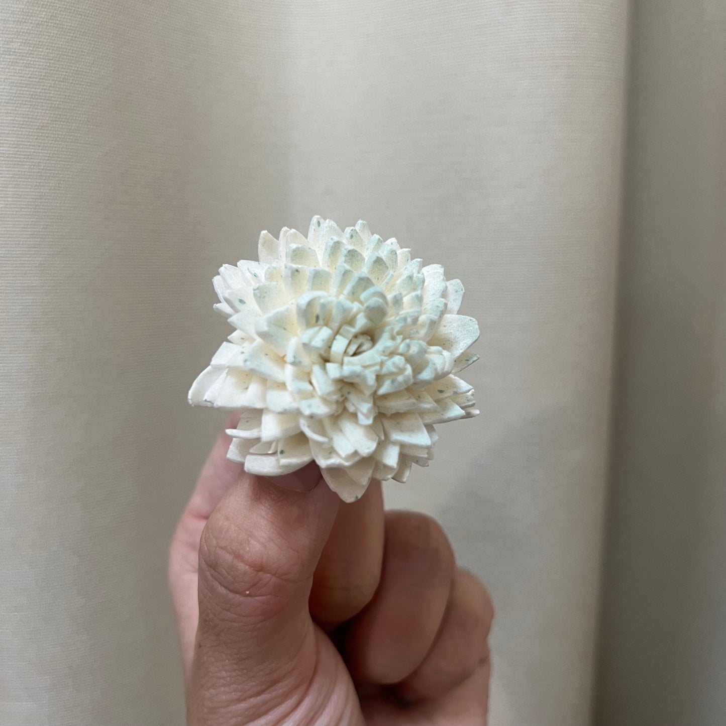 ✿ 台灣現貨 ✿ S-F 索拉花 4CM 通草花 擴香花 國王菊 菊花