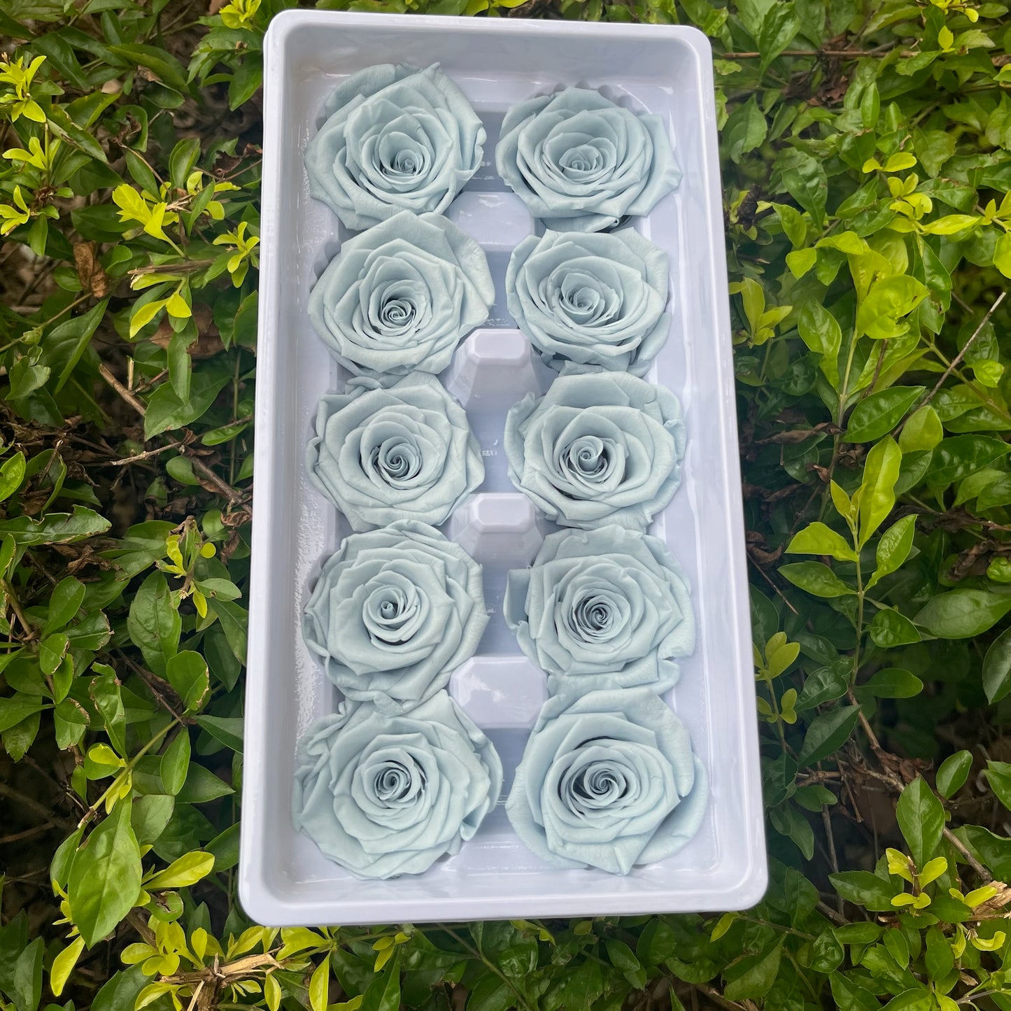 ✿ 台灣現貨 ✿ R10 永生玫瑰 3~4cm玫瑰 Ａ級 10朵裝 永生花 不凋花
