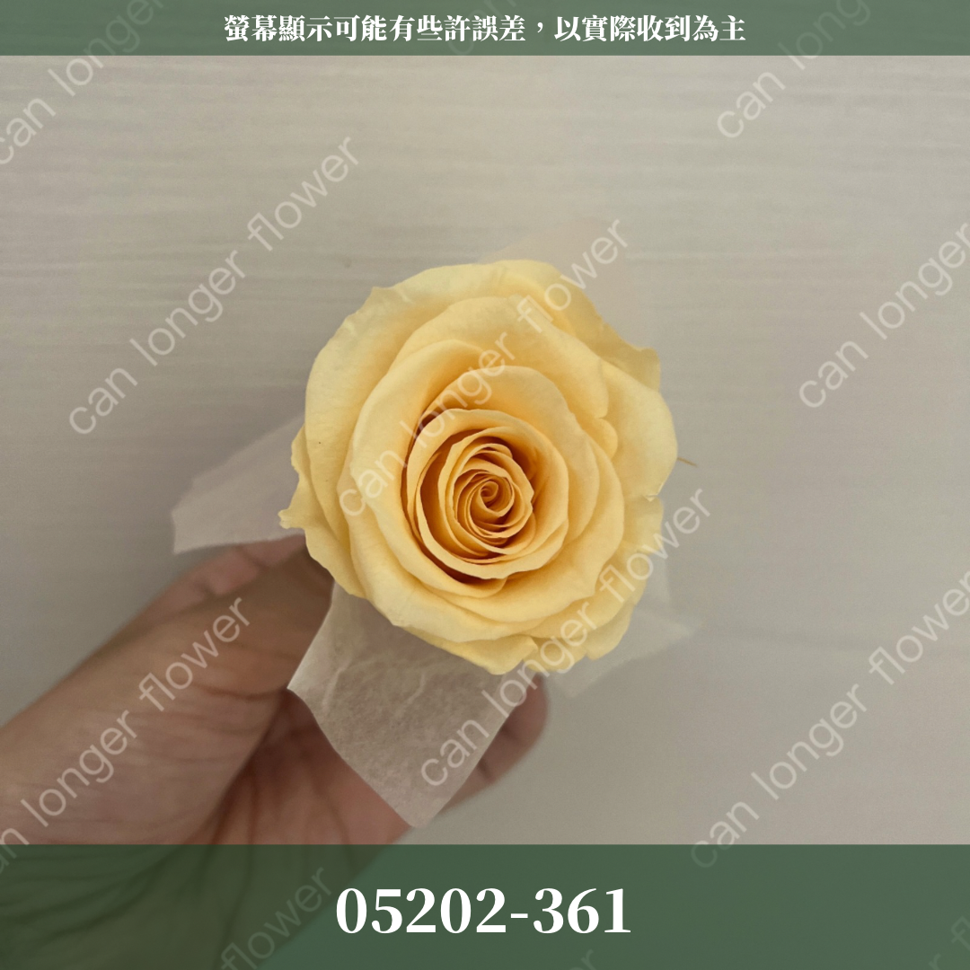 05202 大玫瑰