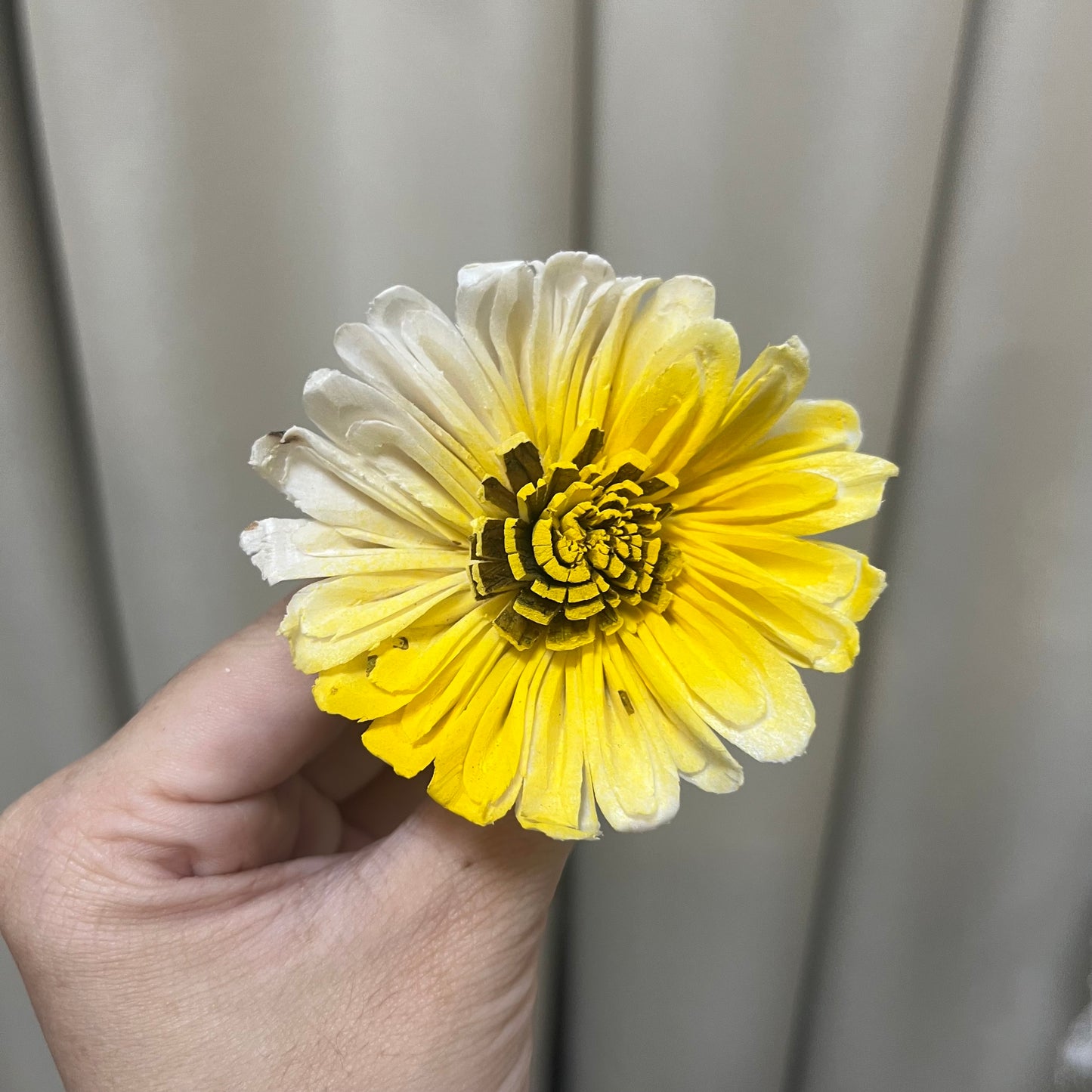 ✿ 台灣現貨 ✿ S-I 索拉花 6CM 通草花 擴香花 太陽菊 非洲太陽