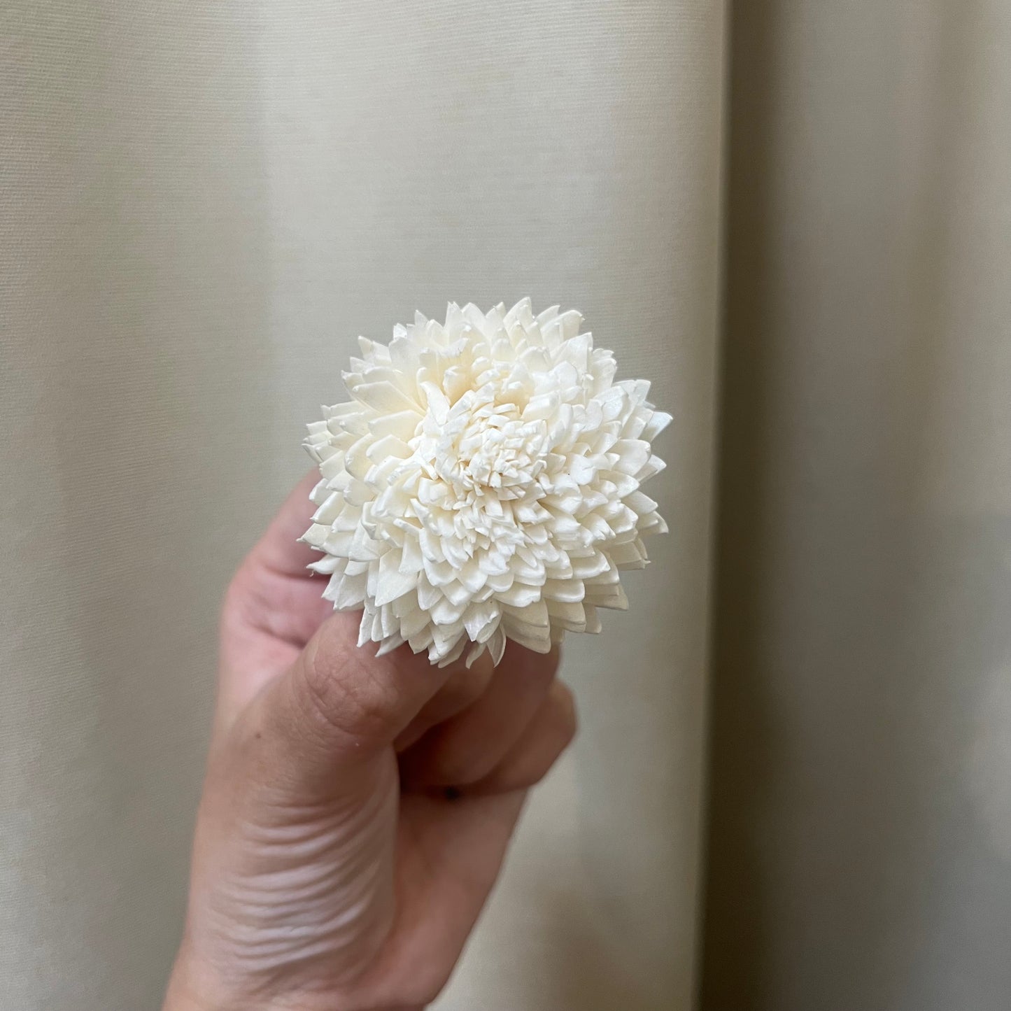 ✿ 台灣現貨 ✿ S-F 索拉花 4CM 通草花 擴香花 國王菊 菊花