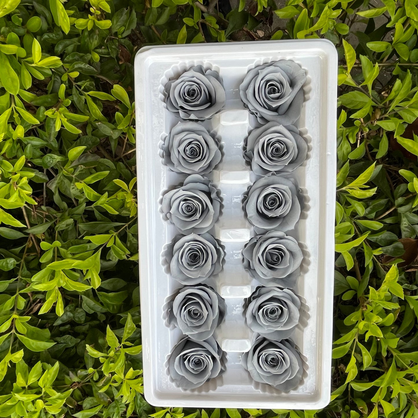 R12 十二輪玫瑰