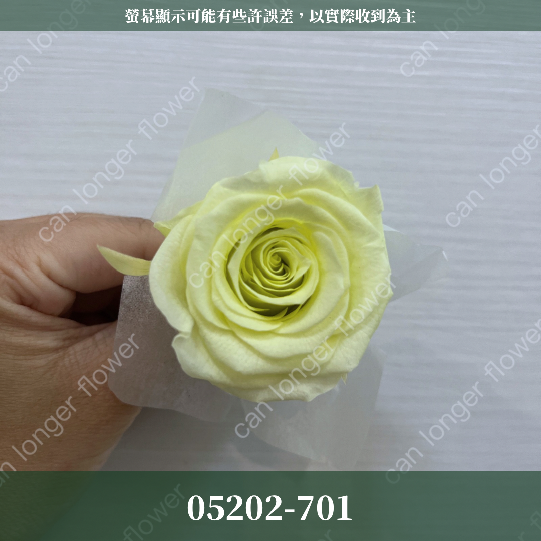 05202 大玫瑰