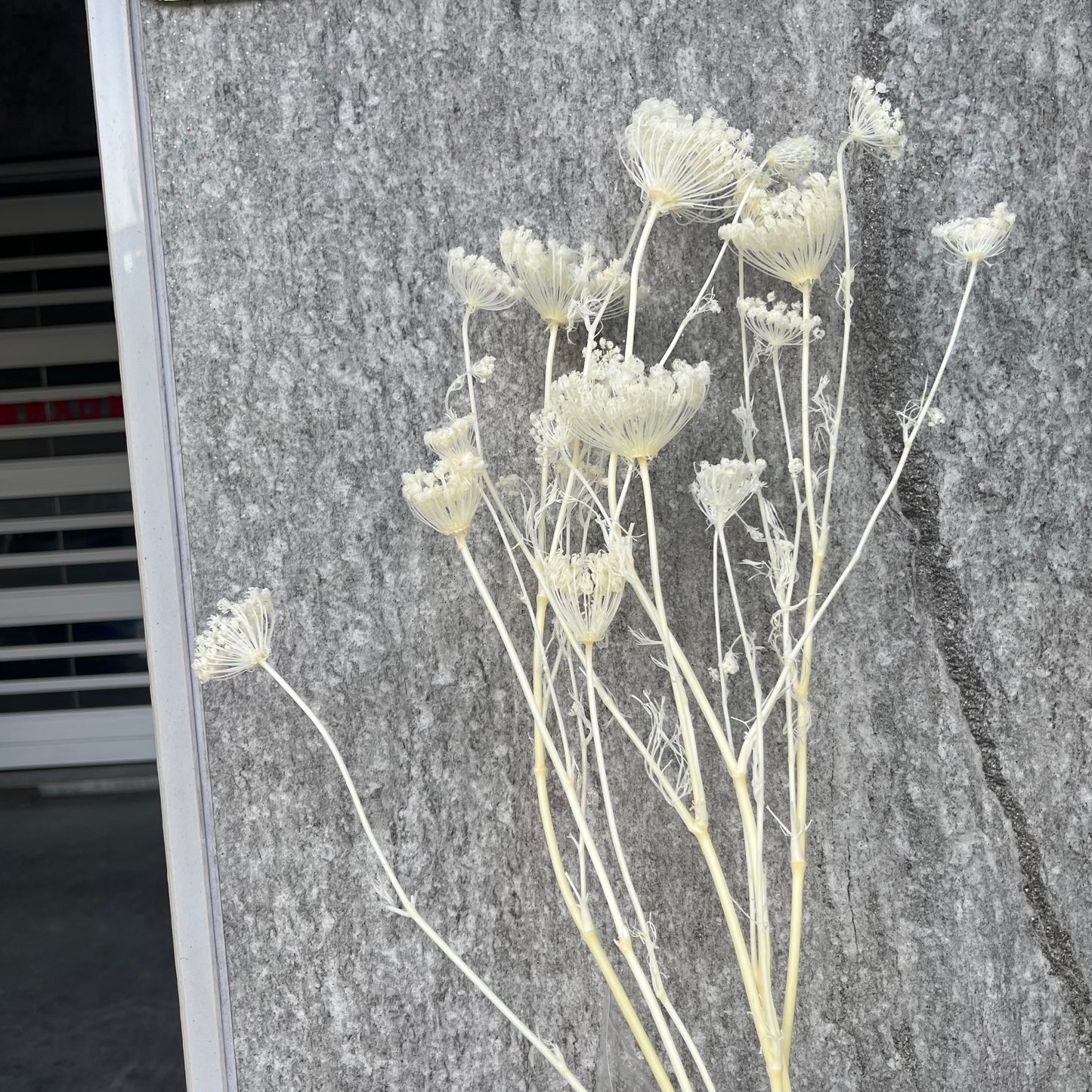 00330雪珠花