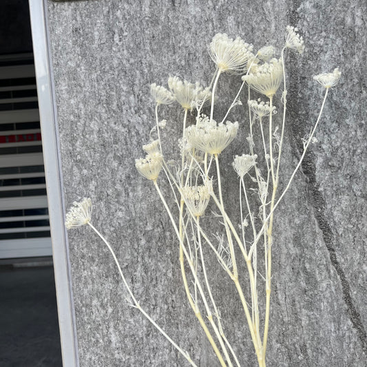 00330雪珠花