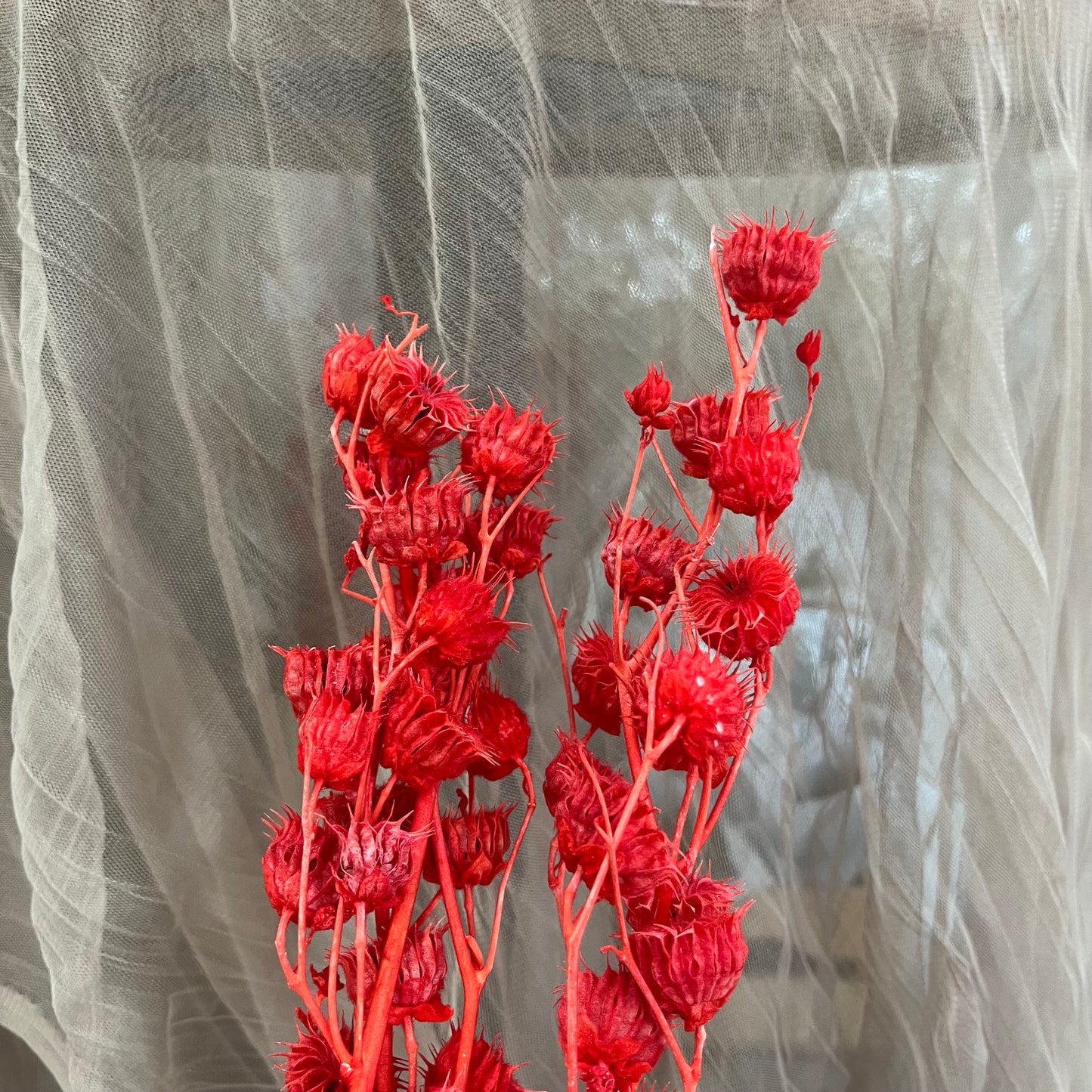 ✿ 台灣現貨 ✿  PA062 年輪果