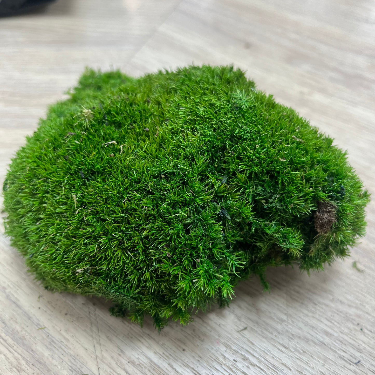 ✿ 台灣現貨 ✿ PF018A 白髮蘚 苔蘚 模型草地 原裝/盒