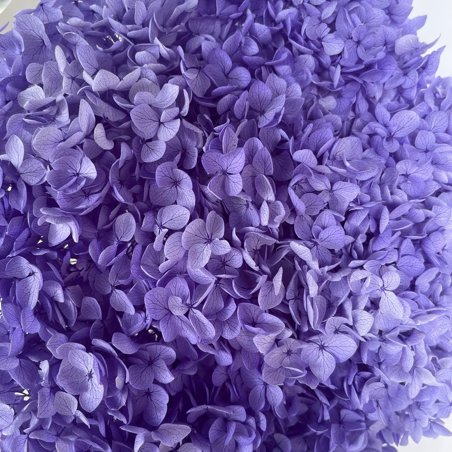 ✿ 台灣現貨 ✿ PF005-S 安娜繡球(約10克）盒裝 繡球 紫陽花