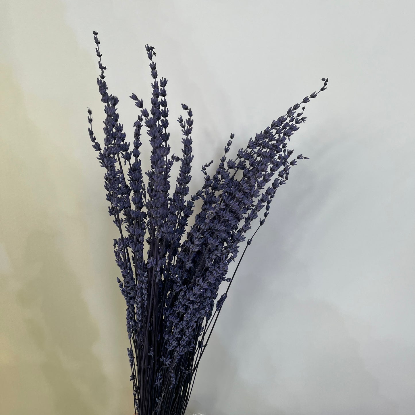 ✿ 台灣現貨 ✿ PA056 薰衣草